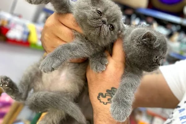 Bage Pet Center - Resim 18