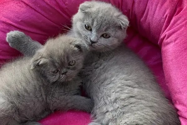 Bage Pet Center - Resim 8