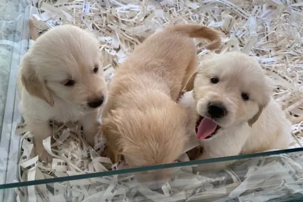 Bage Pet Center - Resim 4