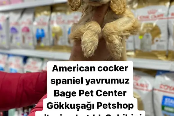 Bage Pet Center - Resim 11