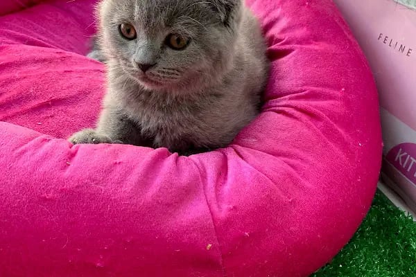 Bage Pet Center - Resim 16