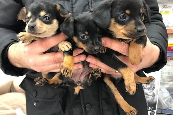 Bage Pet Center - Resim 3