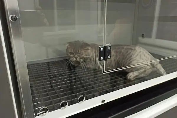 Vetirix Veteriner Kliniği - Resim 3