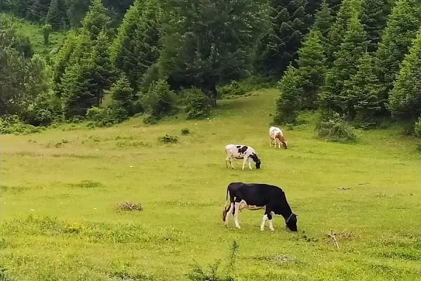 Acelle Yayla Göleti - Resim 7