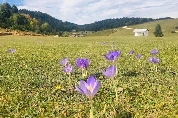 Acelle Yayla Göleti - Resim 10
