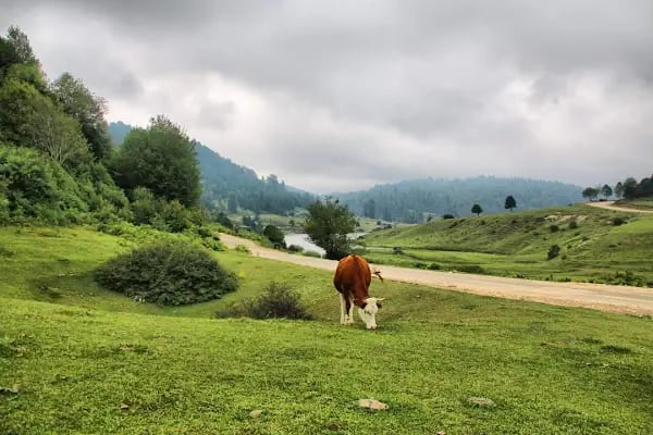 Acelle Yayla Göleti - Resim 5