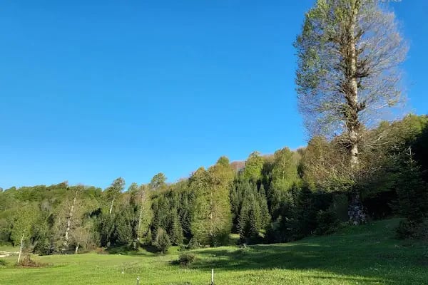 Acelle Yayla Göleti - Resim 8
