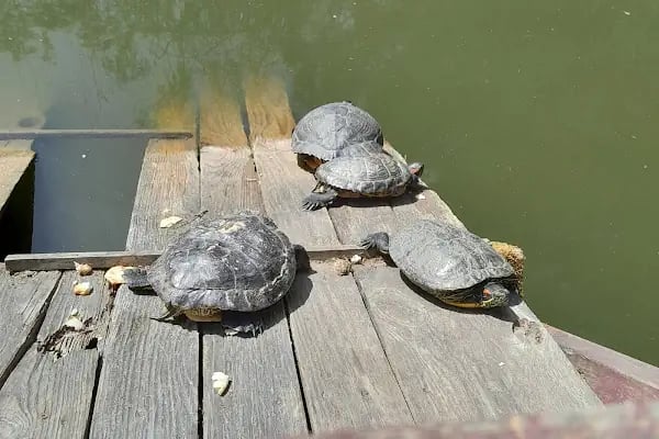 Nezahat Gökyiğit Botanik Bahçesi, Ataşehir Girişi - Resim 17
