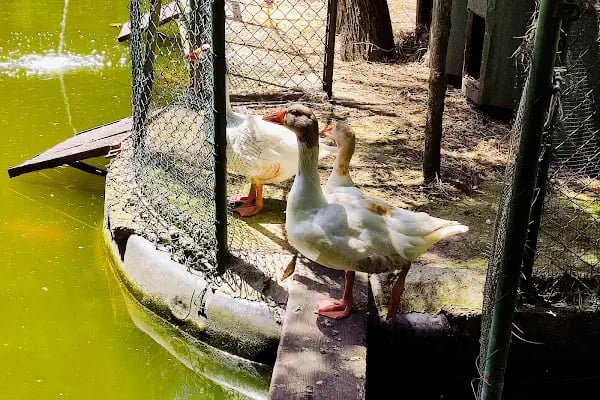 Nezahat Gökyiğit Botanik Bahçesi, Ataşehir Girişi - Resim 18