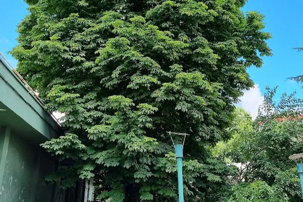 Aytekin Kaya Tenis Akademisi - Resim 18