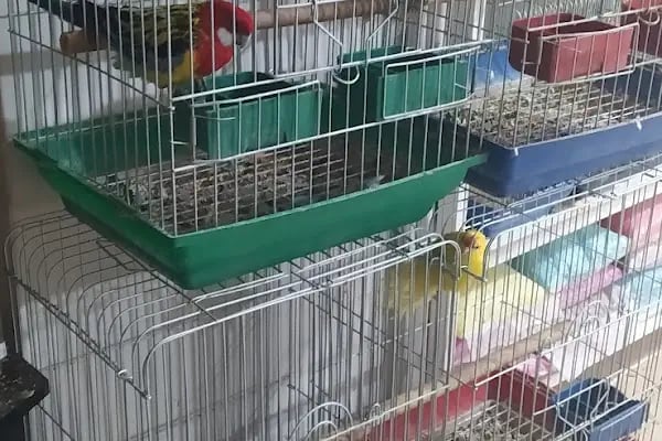 Emeksiz Pet Market/Pet Shop - Resim 6
