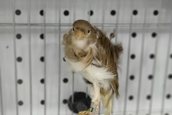 Emeksiz Pet Market/Pet Shop - Resim 3