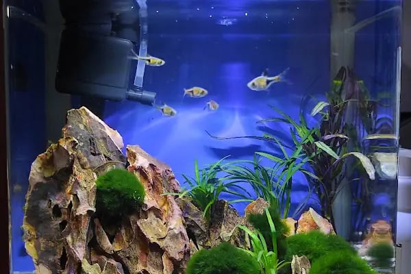Emeksiz Pet Market/Pet Shop - Resim 4