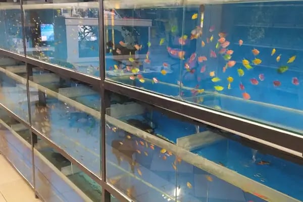Emeksiz Pet Market/Pet Shop - Resim 19