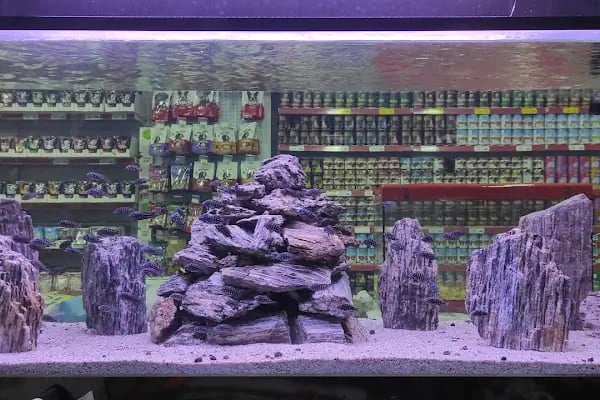 Emeksiz Pet Market/Pet Shop - Resim 16