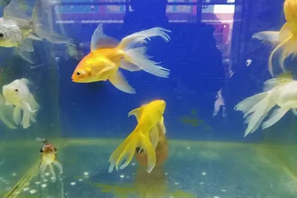 Vizyon Petshop - Resim 12