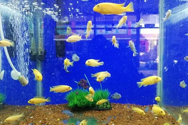 Vizyon Petshop - Resim 8