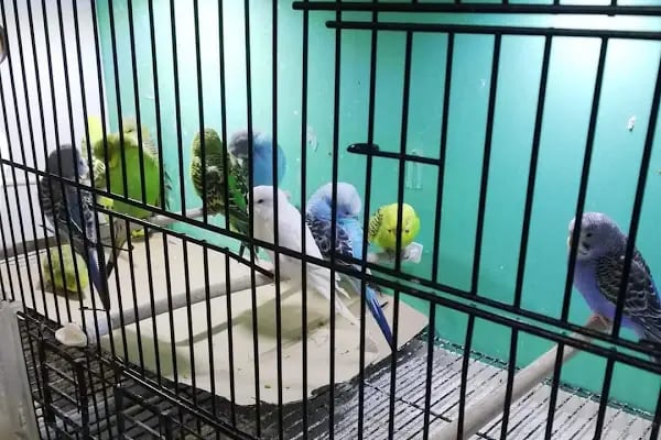 Vizyon Petshop - Resim 4