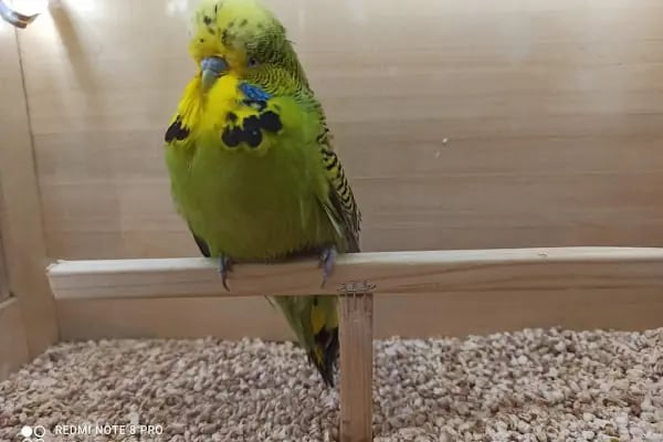 Vizyon Petshop - Resim 11