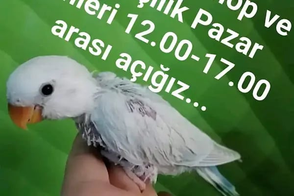 Vizyon Petshop - Resim 13