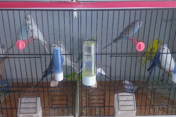 Gazi Oglu Akvaryum Pet Shop - Resim 14