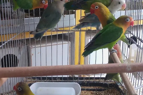 Gazi Oglu Akvaryum Pet Shop - Resim 6