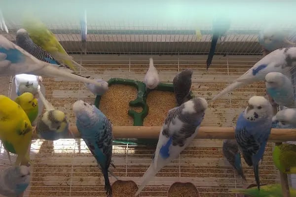 Gazi Oglu Akvaryum Pet Shop - Resim 8