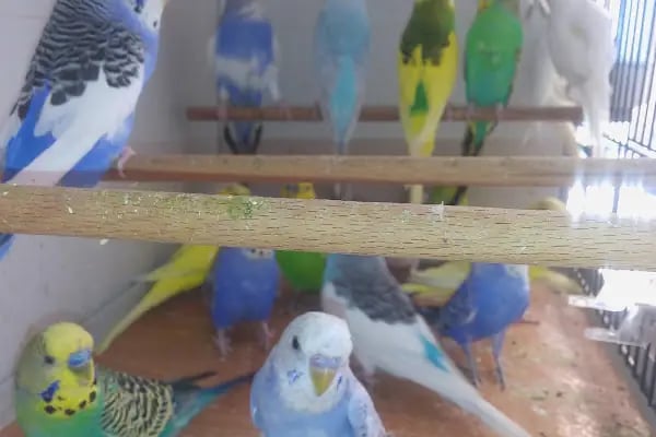 Gazi Oglu Akvaryum Pet Shop - Resim 4