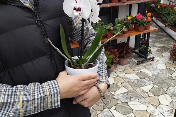 Yelpaze Çiçekçilik Çikolata Tablo - Resim 15