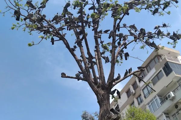 Güzelyalı Parkı - Resim 12