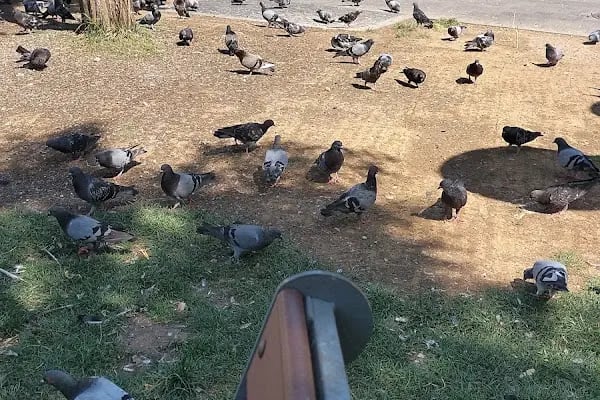 Güzelyalı Parkı - Resim 6
