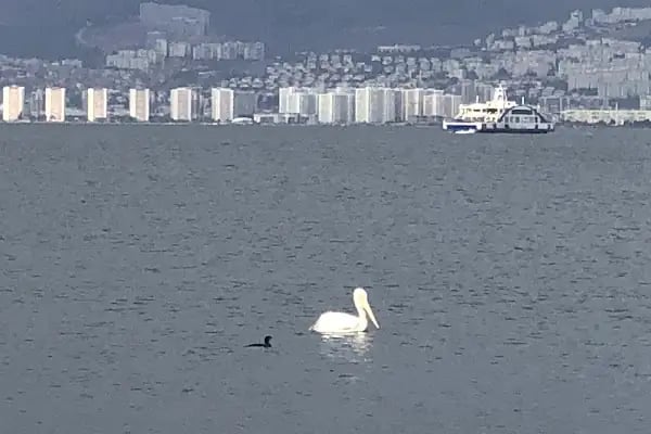 Güzelyalı Parkı - Resim 16