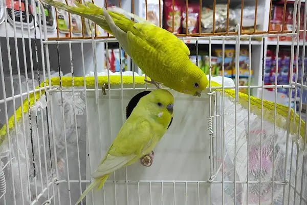 Royal Pet Shop - Resim 2