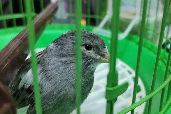 Royal Pet Shop - Resim 4