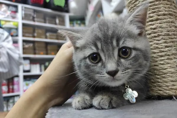 Royal Pet Shop - Resim 3