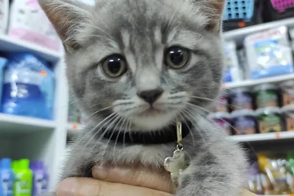 Royal Pet Shop - Resim 9