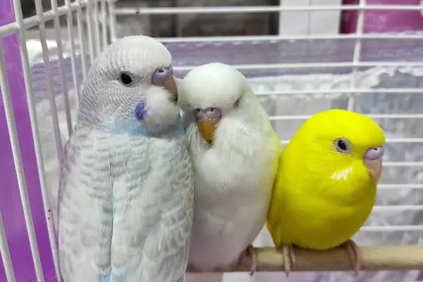 Royal Pet Shop - Resim 5