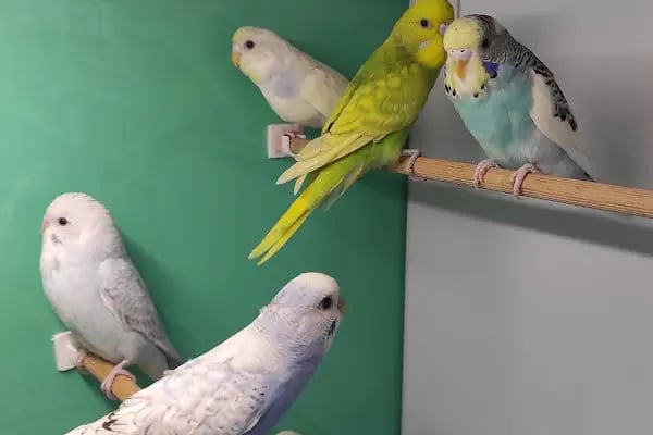 Royal Pet Shop - Resim 13