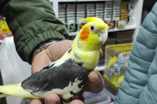 Royal Pet Shop - Resim 11