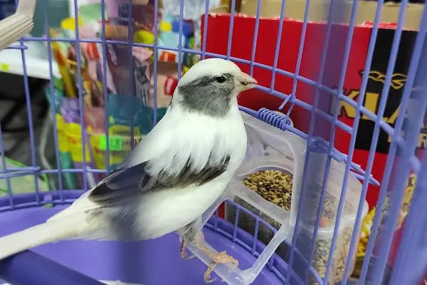 Royal Pet Shop - Resim 15