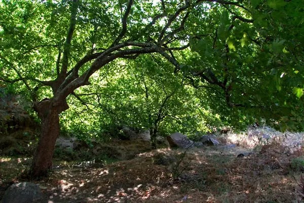 Tanaşa - Resim 4