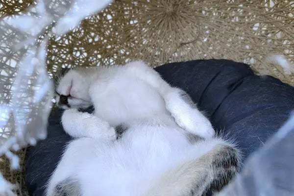 Ataş Hobi Muhabbet Kuşu Üretim & Kuş Oteli - Resim 5