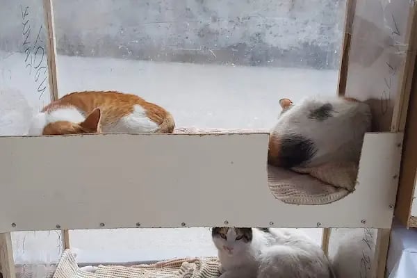 Ataş Hobi Muhabbet Kuşu Üretim & Kuş Oteli - Resim 7