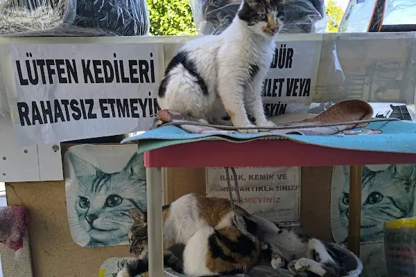 Ataş Hobi Muhabbet Kuşu Üretim & Kuş Oteli - Resim 18