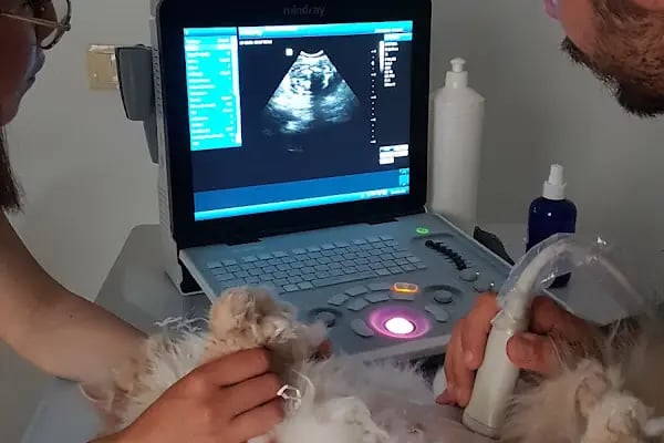 Alfa Veteriner Kliniği Mersin - Resim 5