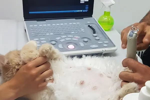 Alfa Veteriner Kliniği Mersin - Resim 3