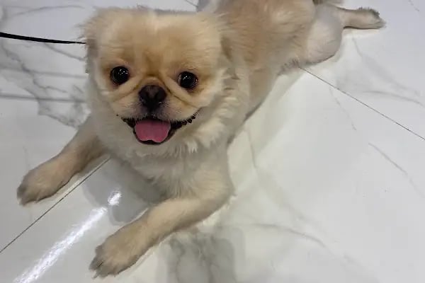 Veterinaria Veteriner Kliniği - Sakarya Adapazarı - Resim 11