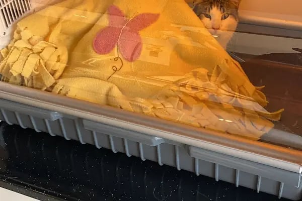 Veterinaria Veteriner Kliniği - Sakarya Adapazarı - Resim 14