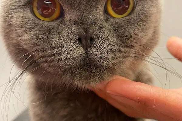Veterinaria Veteriner Kliniği - Sakarya Adapazarı - Resim 5