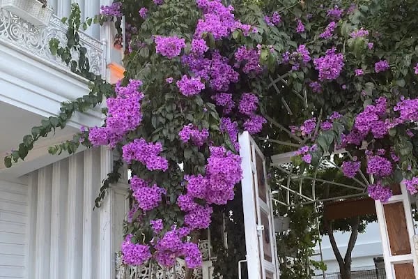 Büyükada Çankaya Otel - Resim 17